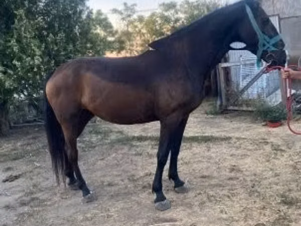 母马, Nonius horse