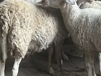 كبش, Assaf sheep — الصورة 2