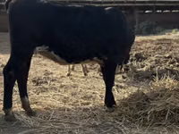 بقرة, Swiss cattle — الصورة 5