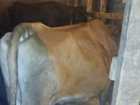 بقرة, الياك البري — الصورة 1