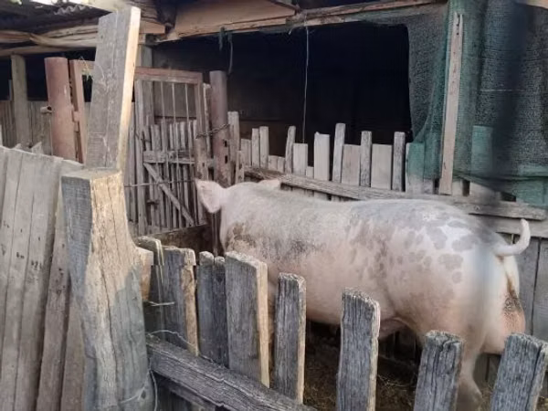 Vier, Porci