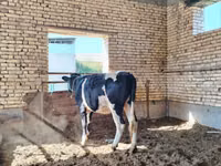 بقرة, Russian Black pied cattle — الصورة 1