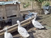 Ducks — Foto 2