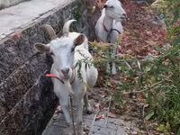 Cabra, Cabras — foto 7