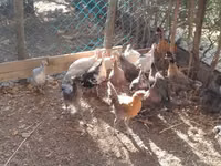 Guinea fowl — foto 1