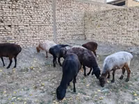 Ovejas (lote, sexo no especificado), Ovejas — foto 2