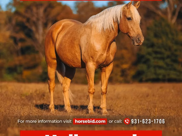 公马, Quarter Horse