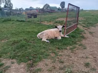 Toro, Vaca Galloway — foto 2