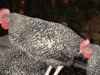 Poule slovène barrée — photo 2