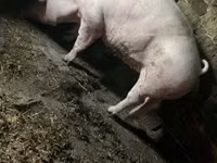 Säue, Schweine — Foto 7