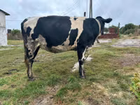 Vacă, Russian Black pied cattle — foto 2