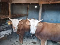 Bou, Vaca kazahă cu cap alb — foto 1