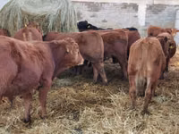 Bou, Simmental cattle — foto 4