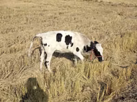 Touro, Russian Black pied cattle — foto 2