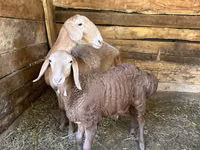 Qoʻy, Afghan Arabi sheep — 3-rasm