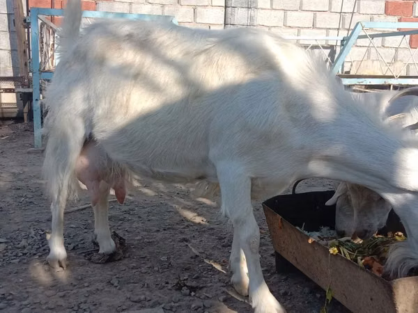 Țap, Saanen goat