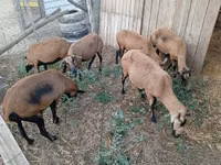 Brebis, Cameroon sheep — photo 2