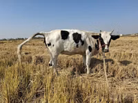 Touro, Russian Black pied cattle — foto 1