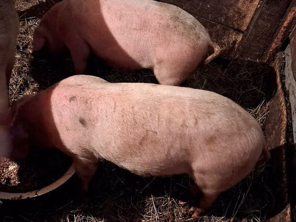 Scroafă, Porci
