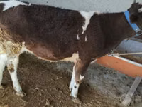 بقرة, Swiss cattle — الصورة 1