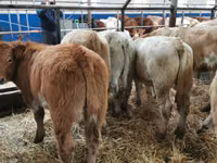 Bovins (lot, sexe non indiqué), Charolais cattle — photo 5