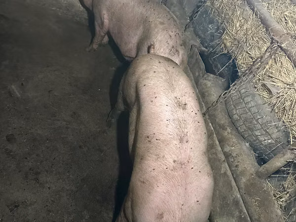 Vier, Porci