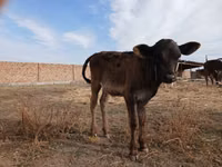 بقرة, Swiss cattle — الصورة 3