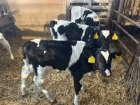 ثور, Russian Black pied cattle — الصورة 2