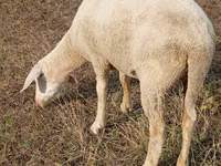 Oaie, Merino sheep — foto 1