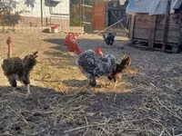 Danish hen — 2-rasm