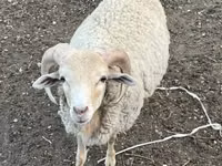 公羊, Merino sheep — 照片 1