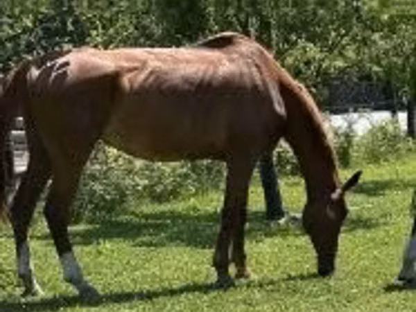 घोड़ा, Hungarian horse breed