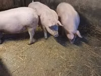 Eber, Schweine — Foto 5