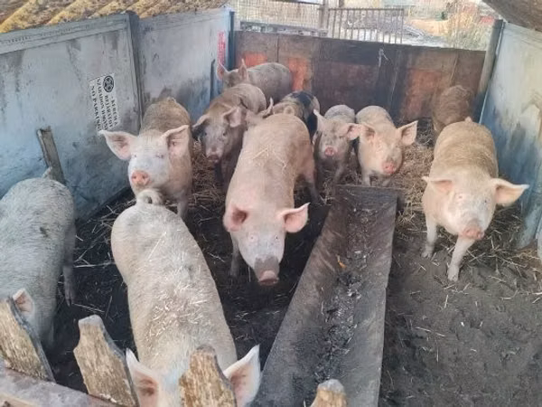 Vier, Porci