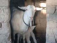 Dişi keçi, Saanen goat — foto 4