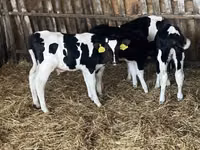 ثور, Russian Black pied cattle — الصورة 2