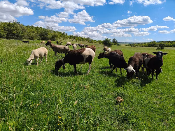 Brebis, Dorper sheep