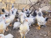 Brahma — foto 2
