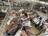 نعجة, Krasnoyarsk sheep — الصورة 6