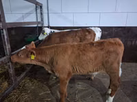 Buğa, Simmental cattle — foto 4