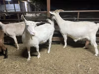 Capră, Kamori goats — foto 2