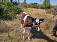 Bulle, Simmental cattle — Foto 1