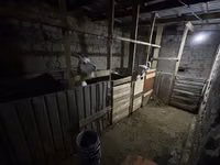 Cabra, Saanen goat — foto 1