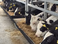 Bulle, Simmental cattle — Foto 2