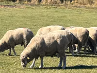 كبش, Australian merinos sheep — الصورة 2