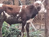 सांड, लाल-धब्बेदार नस्ल — फ़ोटो 5
