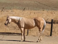 Iapă, Quarter Horse — foto 7