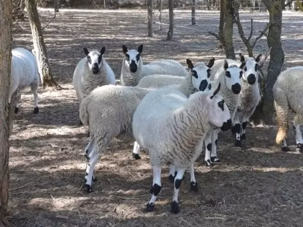 كبش, Cerry Hill sheep