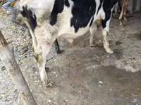 Touro, Russian Black pied cattle — foto 2