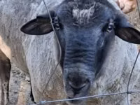 كبش, White Suffolk sheep — الصورة 2